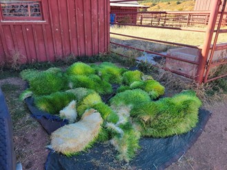 Fodder mats stored on plastic sheeting in shade at the ranch.jpg